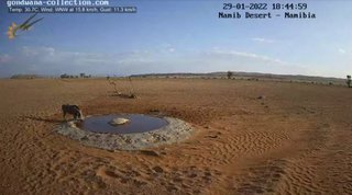 砂漠に設置された人工水飲み場を見守るライブカメラ配信が癒されると話題