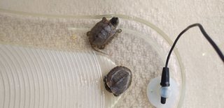 あなたの癒しってなに？