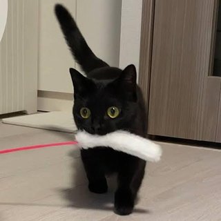 猫について何でもどうぞ【ねこ総合】