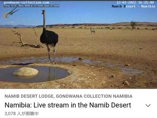 砂漠に設置された人工水飲み場を見守るライブカメラ配信が癒されると話題