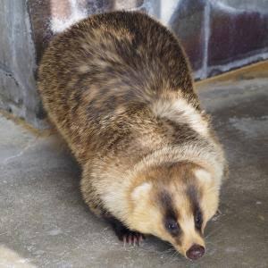 タヌキもアライグマもハクビシンも可愛いのに