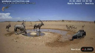 砂漠に設置された人工水飲み場を見守るライブカメラ配信が癒されると話題