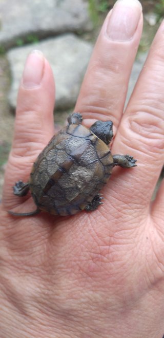 あなたの癒しってなに？