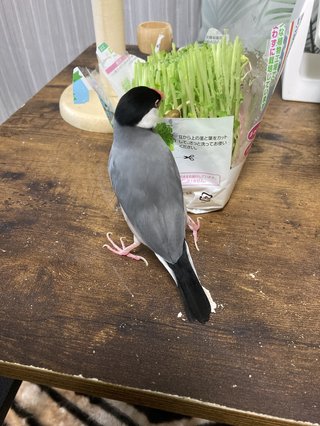 &#x{11:F8E2};なんでもいｰから&#x{11:F8E2};