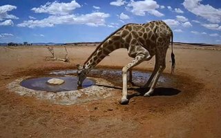 砂漠に設置された人工水飲み場を見守るライブカメラ配信が癒されると話題