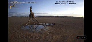 砂漠に設置された人工水飲み場を見守るライブカメラ配信が癒されると話題