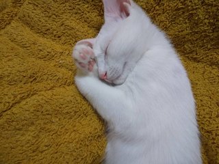 あなたの癒しってなに？