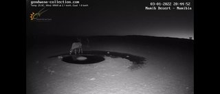 砂漠に設置された人工水飲み場を見守るライブカメラ配信が癒されると話題