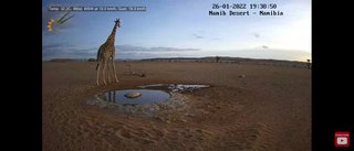 砂漠に設置された人工水飲み場を見守るライブカメラ配信が癒されると話題