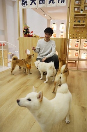 中国で「柴犬」ブーム…オークションでは290万円で柴犬が落札されるケースも