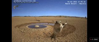 砂漠に設置された人工水飲み場を見守るライブカメラ配信が癒されると話題