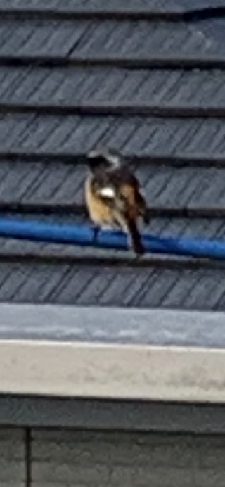 鳥好きさん、いませんか？