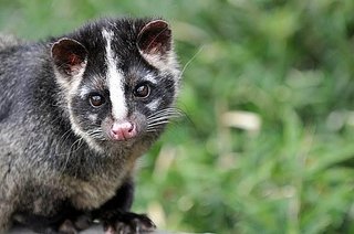 タヌキもアライグマもハクビシンも可愛いのに