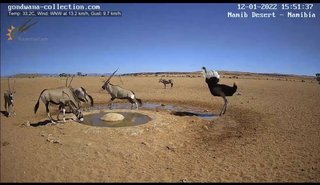 砂漠に設置された人工水飲み場を見守るライブカメラ配信が癒されると話題