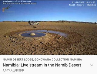 砂漠に設置された人工水飲み場を見守るライブカメラ配信が癒されると話題