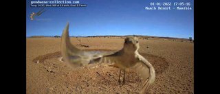 砂漠に設置された人工水飲み場を見守るライブカメラ配信が癒されると話題