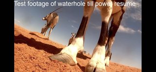 砂漠に設置された人工水飲み場を見守るライブカメラ配信が癒されると話題