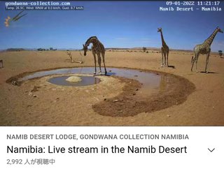 砂漠に設置された人工水飲み場を見守るライブカメラ配信が癒されると話題