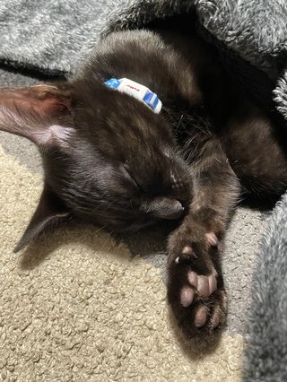 猫について何でもどうぞ【ねこ総合】