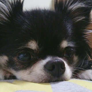 この中から好きな犬種を選んで