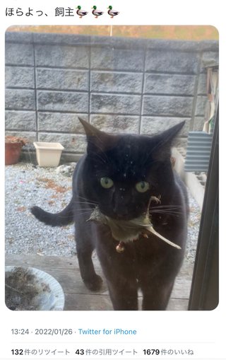 猫の外飼いしてる人って頭おかしいよね？