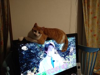 猫がみたい