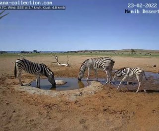 砂漠に設置された人工水飲み場を見守るライブカメラ配信が癒されると話題