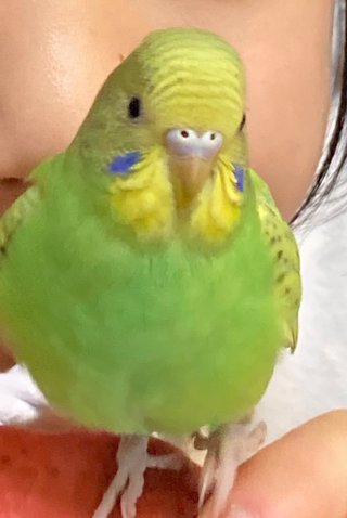 鳥好きさん、いませんか？