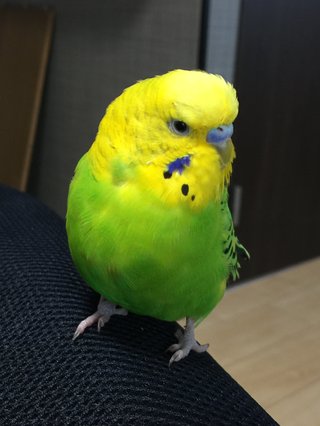 鳥好きさん、いませんか？