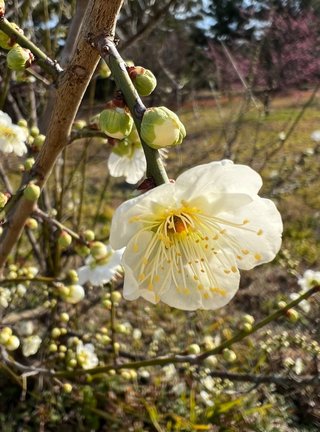 &#x{11:F8E2};なんでもいｰから&#x{11:F8E2};