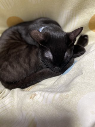 この中から好きな猫種を選んで