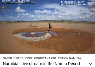 砂漠に設置された人工水飲み場を見守るライブカメラ配信が癒されると話題