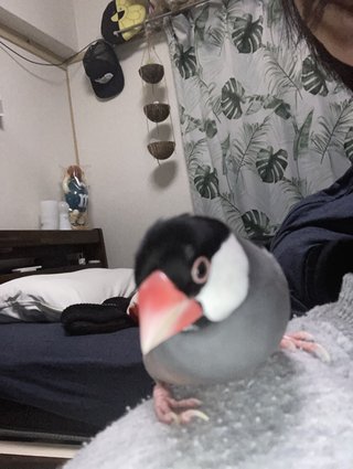 鳥好きさん、いませんか？