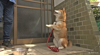 【おはよう】めざましテレビ【総合】