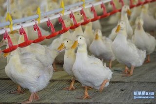 にこにこぷんのぴっころ