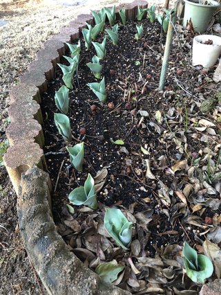 &#x{11:F9E6};&#x{11:F9E6};ガーデニング好きな方【情報交換】&#x{11:F9E6};&#x{11:F9E6};