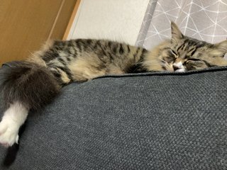 猫がみたい