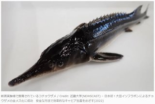 「遺伝的にはオスだが出産できる」技術が現実に…大豆イソフラボンでチョウザメのメス化に成功