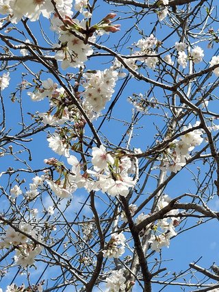 鹿児島 【総合】