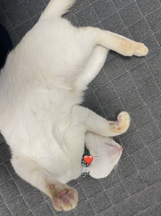 猫について何でもどうぞ【ねこ総合】