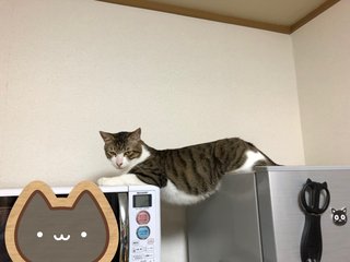 猫がみたい