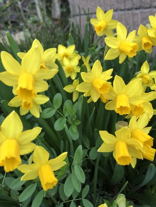 &#x{11:F9E6};&#x{11:F9E6};ガーデニング好きな方【情報交換】&#x{11:F9E6};&#x{11:F9E6};