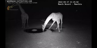 砂漠に設置された人工水飲み場を見守るライブカメラ配信が癒されると話題