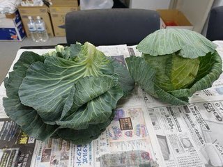 キャベツの周りの葉(外葉)って捨てるのが普通なの？