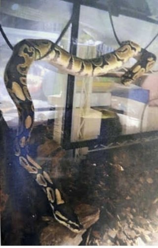駐車場から逃げ出した「ボールパイソン」…体長２ｍのヘビ、付近を捜索したが見つからずす