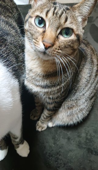 今夜の晩ごはん