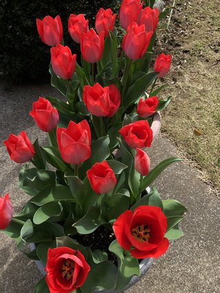 &#x{11:F9E6};&#x{11:F9E6};ガーデニング好きな方【情報交換】&#x{11:F9E6};&#x{11:F9E6};