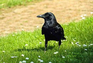 カラスが｢遊び｣で石投下し､太陽光パネルが破損する被害相次ぐ