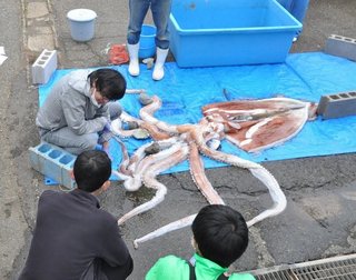 【福井】「これがダイオウイカか」見せた生への執念　GWに一般公開