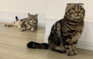 テレ朝系【警視庁捜査一課長 season６】木曜20時